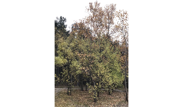 ODTÜ Eymir'de sonbahar!