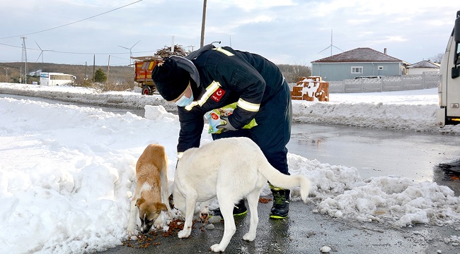 Karda yiyecek bulmakta zorlanan sokak hayvanlarına BEDAŞ ekiplerinden mama