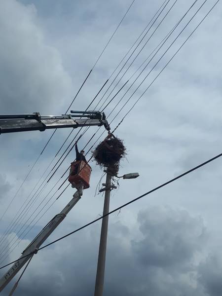 AEDAŞ: Leylekler koruma altında