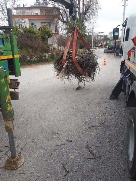 AEDAŞ: Leylekler koruma altında