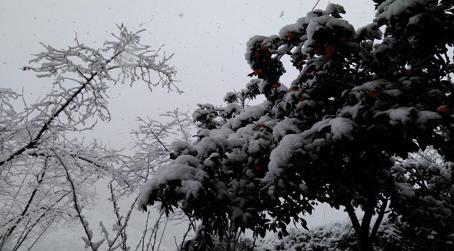 Karalahana ve mandalinalar kar altına kaldı (FOTO HABER)