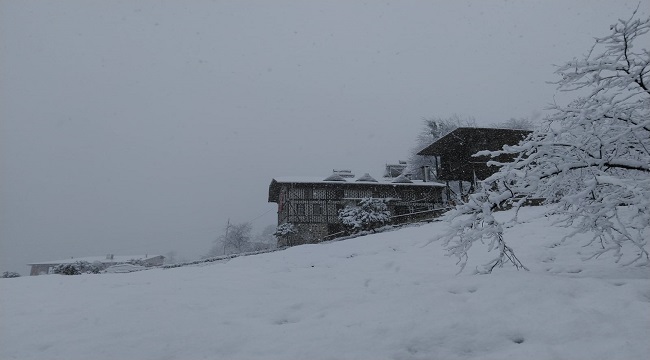 Karalahana ve mandalinalar kar altına kaldı (FOTO HABER)