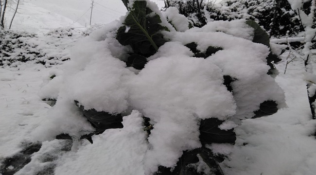 Karalahana ve mandalinalar kar altına kaldı (FOTO HABER)