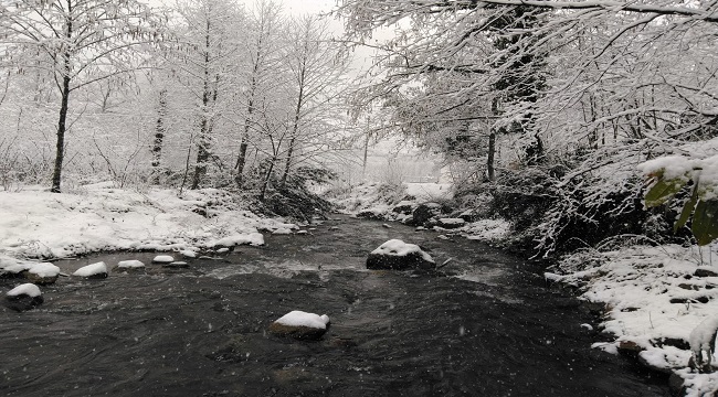 Karalahana ve mandalinalar kar altına kaldı (FOTO HABER)