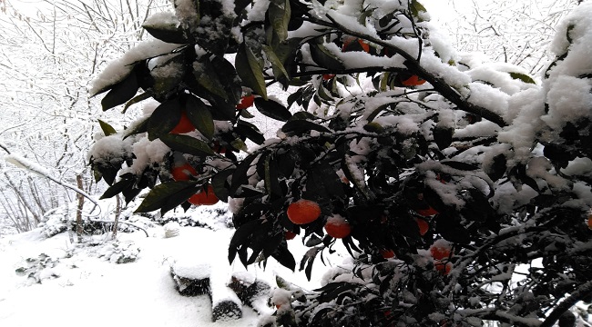 Karalahana ve mandalinalar kar altına kaldı (FOTO HABER)