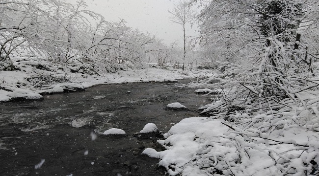 Karalahana ve mandalinalar kar altına kaldı (FOTO HABER)