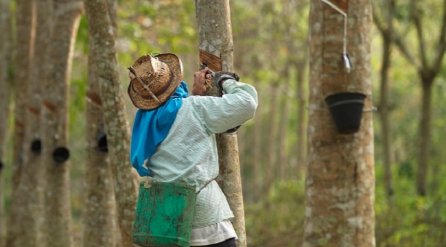 Doğal Kauçuktan üretiyor - P Zero Lastik BMW X5 şarj edilebilir hibrit modeli için...