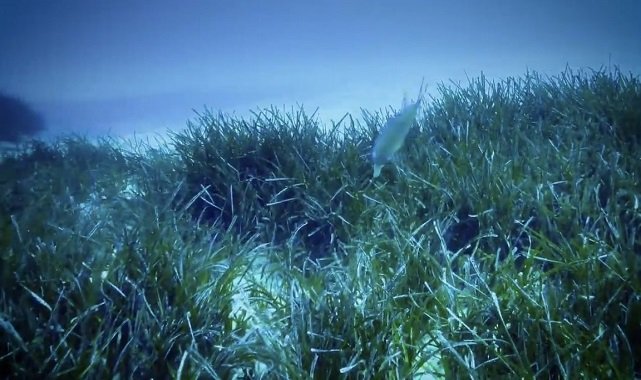 BOTAŞ - Bu taşınmayı 'Deniz altından yaptı'