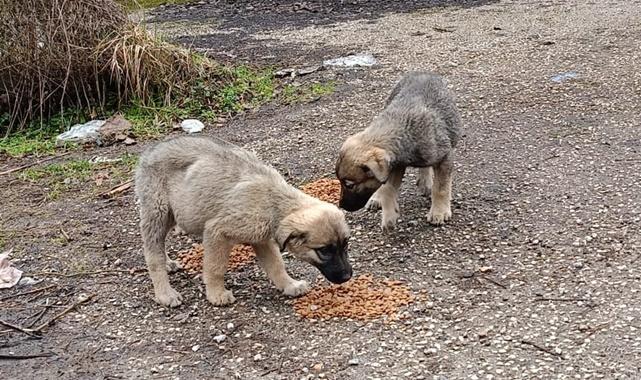 SEDAŞ - Saha çalışanlarından sokak hayvanlarına yardım eli...