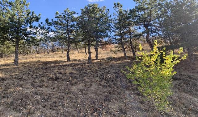 ODTÜ Eymir Gölü'nde sonbahar