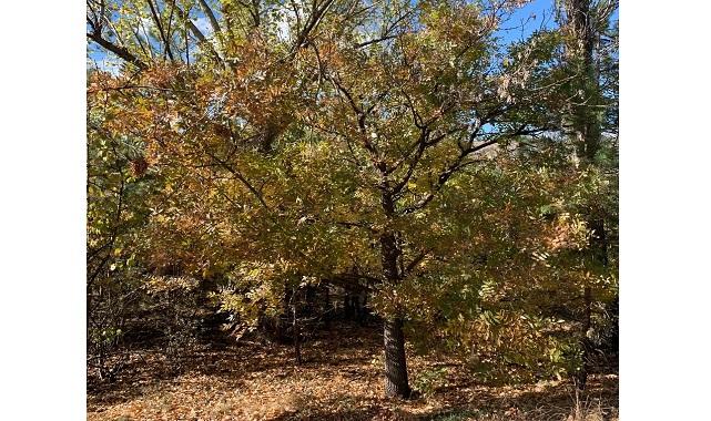 ODTÜ Eymir Gölü'nde sonbahar