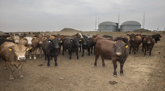 BMW hayvan gübresinden elektrik üretimine başladı