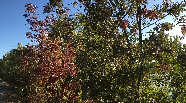 ODTÜ Eymir'de sonbahar (FOTO HABER)