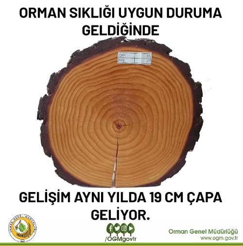 Aynı ormanda 3 ağaç aynı yaşta ama fark neden? İŞTE CEVABI (FOTO HABER)