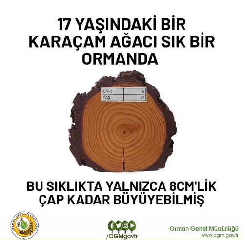 Aynı ormanda 3 ağaç aynı yaşta ama fark neden? İŞTE CEVABI (FOTO HABER)