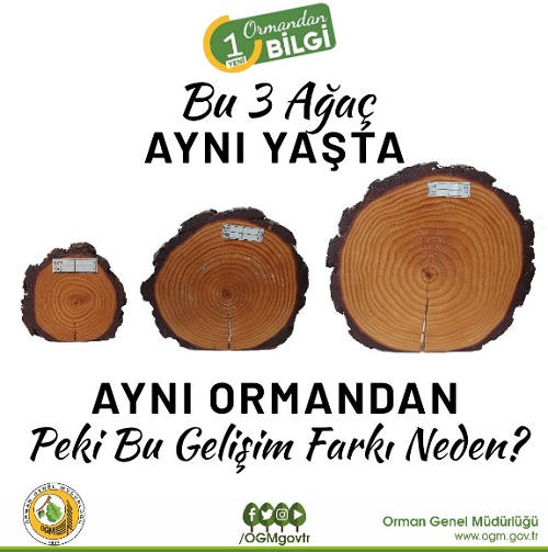 Aynı ormanda 3 ağaç aynı yaşta ama fark neden? İŞTE CEVABI (FOTO HABER)