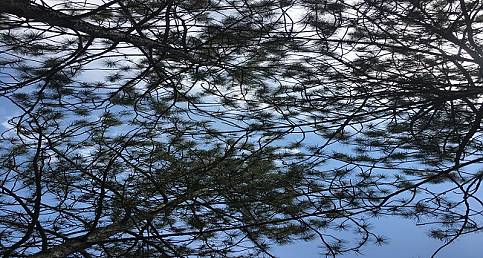 ODTÜ Eymir'deki ağaçlar arasından gökyüzünü izlemek!