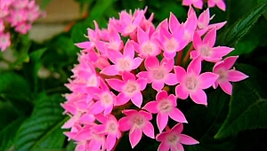 Bitki Sağlı için Yönetmelik!