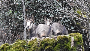 En son 1930'lu yıllarda görülmüştü