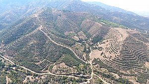 Orman köylüsüne gelir kapısı