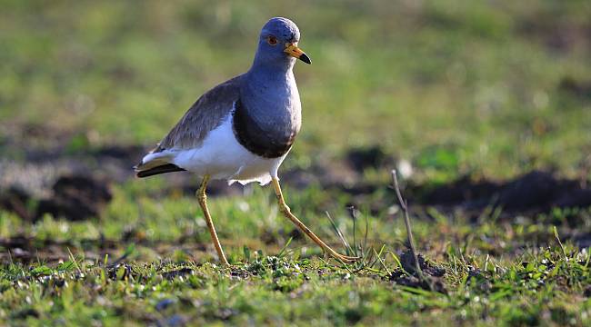 Çevre için önemli: Türkiye&#039;de yeni bir kuş türü bulundu