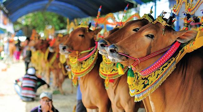 Hindistan&#039;da inek kadar değeriniz yok: İşte ülkelerin kendine has kültürleri