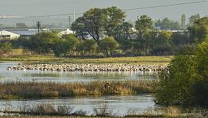 Doğa Derneği:Ak Pelikanların Dünyadaki En Önemli Dinlenme yerlerinden biri Türkiye