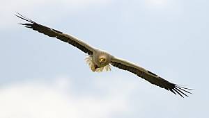 Küçük akbabalar Afrika'dan Türkiye'ye ulaştı