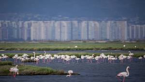 Natron Gölü’nde Flamingolar kazandı