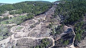 Orman yangın izlerini silmek için 2.430 kg tohum ekildi