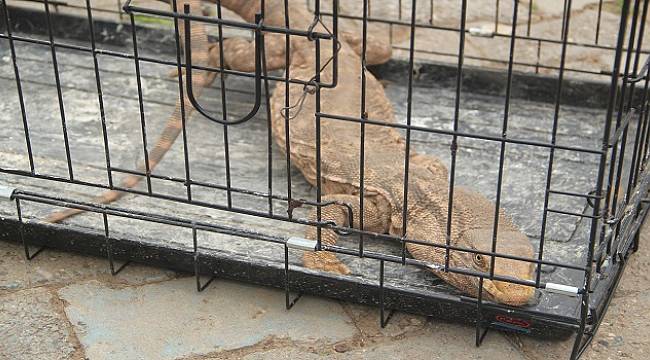 Cizre&#039;de bulundu: Türkiy&#039;de Çöl Vara&#039;nı yakalandı