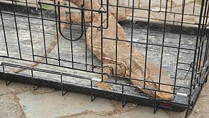 Cizre'de bulundu: Türkiy'de Çöl Vara'nı yakalandı