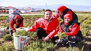 Akıllı Köy'de ineklerin sütü yüzde 75 arttı