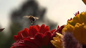 Dünya Arı Günü ne demek?