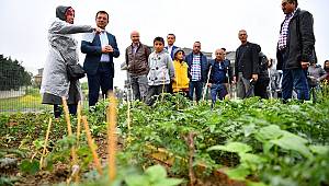 Hobi bahçelerinde ürünler toplanıyor