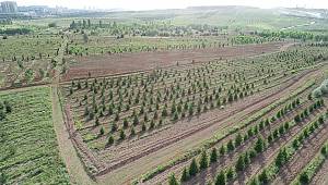 AOÇ'a 2,1 milyon fidan dikildi