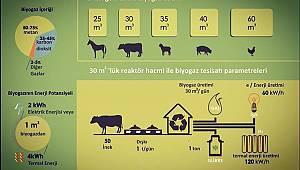 İnekler böyle elektrik üretiyor