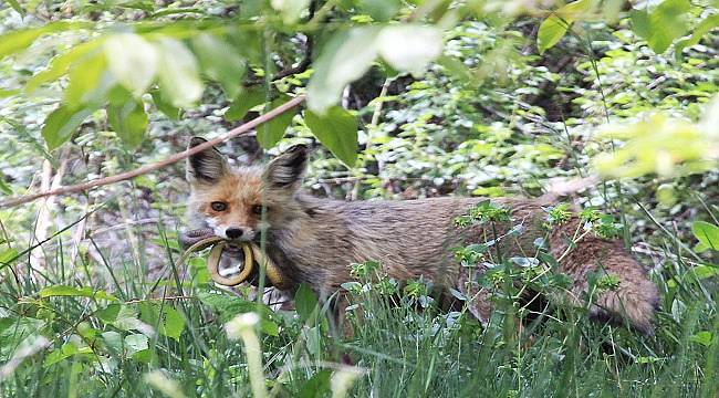 Niğde&#039;de Kızıl Tilki&#039;nin yılan avı!