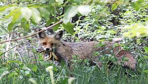 Niğde'de Kızıl Tilki'nin yılan avı!