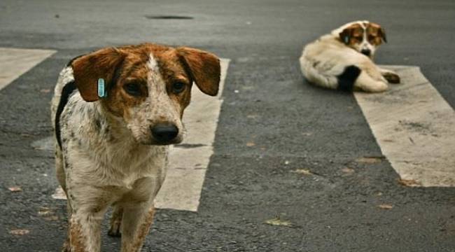Orman ve Su İşleri Bakanlığı: Hayvan Hakları ihlaline hapis cezası geliyor