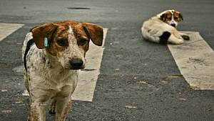Orman ve Su İşleri Bakanlığı: Hayvan Hakları ihlaline hapis cezası geliyor