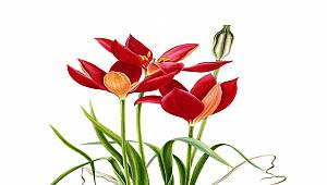 Türkiye Florası Projesi’nin ikinci cildi yayınlandı