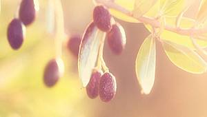 Zeytinden biyoplasik üretiyor.