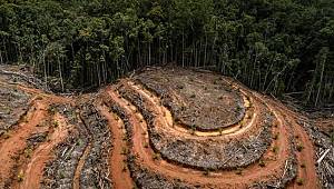 Ağaçları kesilmekten nasıl kurtarabiliriz? ÇOK BASİT