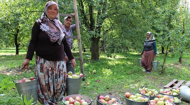Çevreyi bari böyle koruyalım: Yerli elma yiyelim