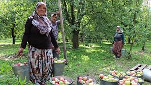 Eat native apples to help prevent environmental pollution