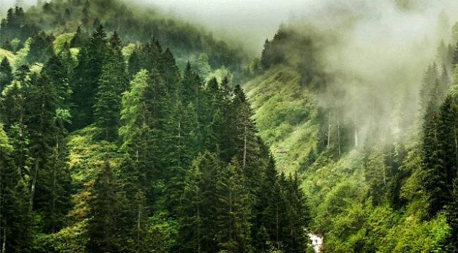 Ormanlarımzın yüzde 47’si ekonomik