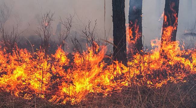 TEMA Vakfı ORMANLAR için çağrı yaptı