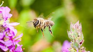 Greenpeace: Arılarla ilgili muhteşem 10 bilgi
