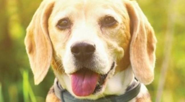 Kayserigaz: Yaşam onlarla daha güzel